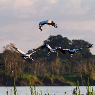 Wildlife at the Pacaya Samiria National Reserve