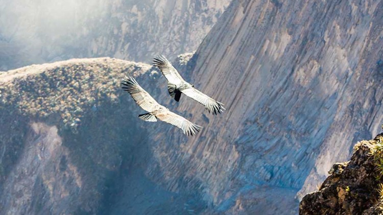 faa-arequipa-colca-canyon