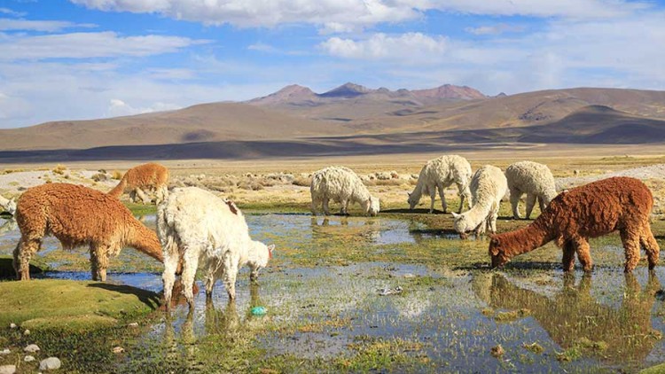 faa-arequipa-exotic-wildlife