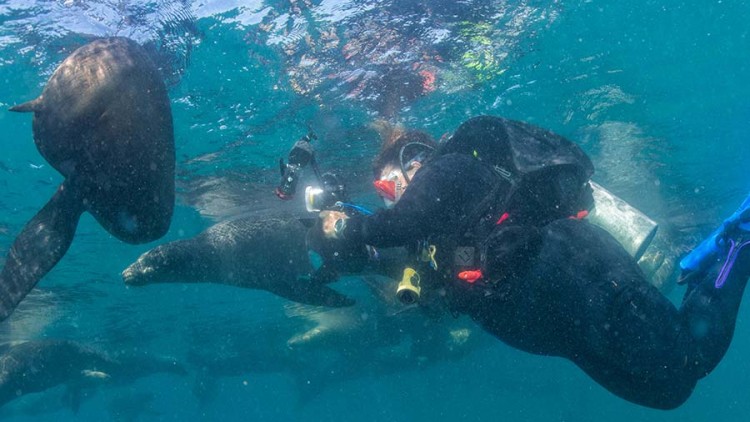 faa-galapagos-swim-sea-lions