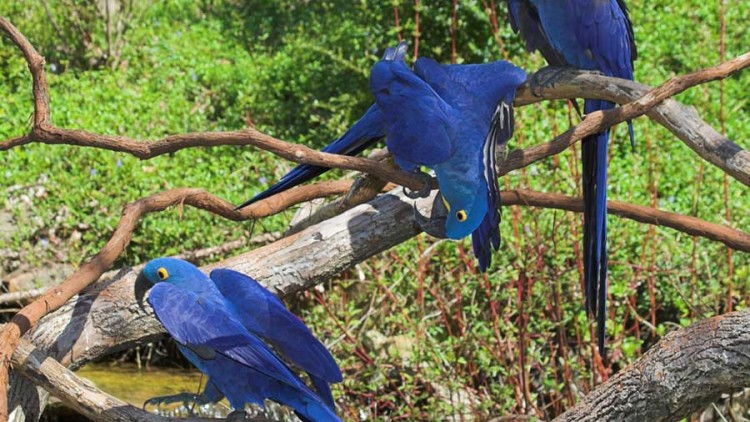 faa-iquitos-bird-spotting