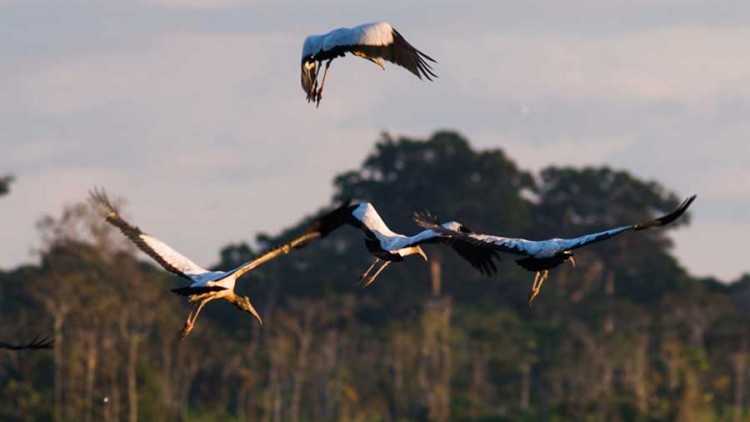 wildlife-pacaya-samiria-national-reserve