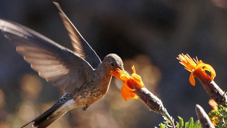 Machu Picchu Bird Spotting