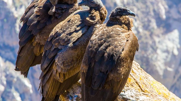 faa-otavalo-condor-park