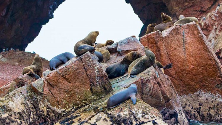 faa-paracas-ballesta-islands