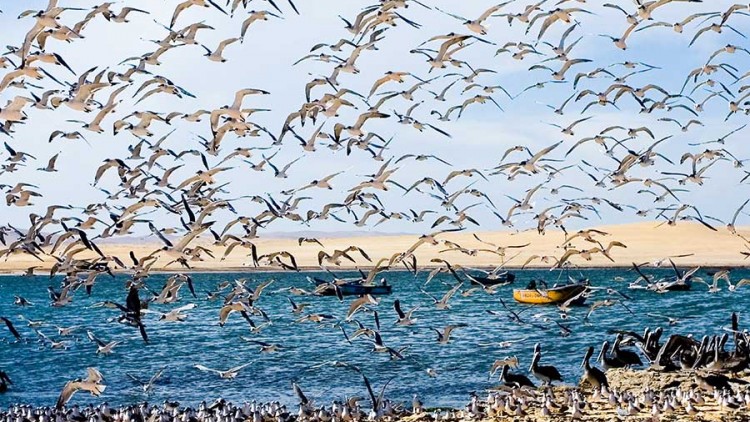 faa-paracas-exotic-wildlife