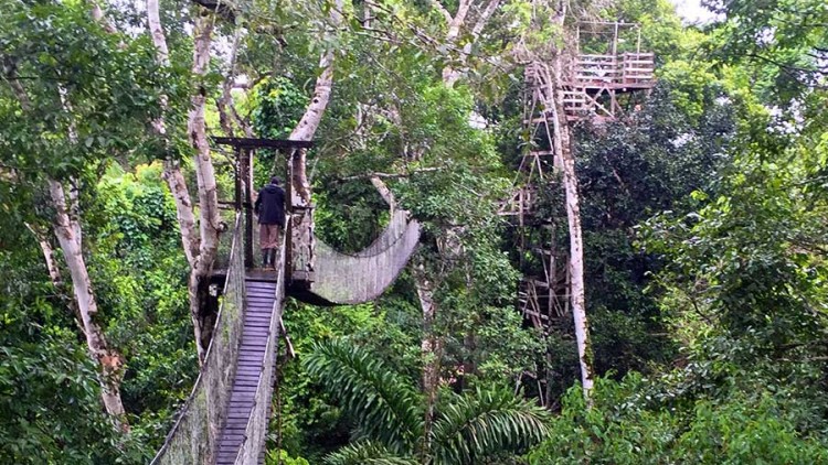 faa-tambopata-canopy-walks