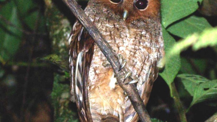 faa-tambopata-night-hikes