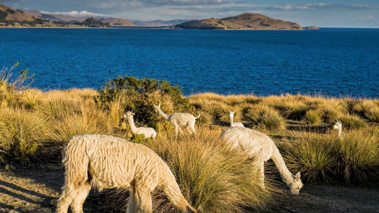 faa-titicaca-exotic-wildlife