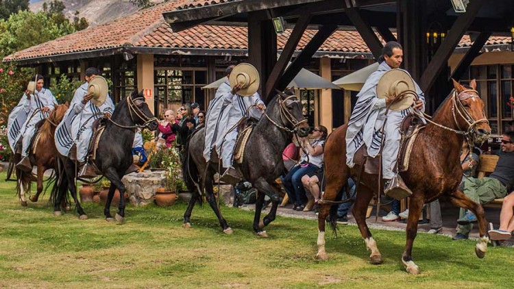 faa-trujillo-peruvian-paso-horse