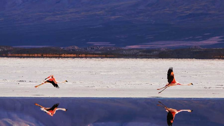 faa-uyuni-lagoons