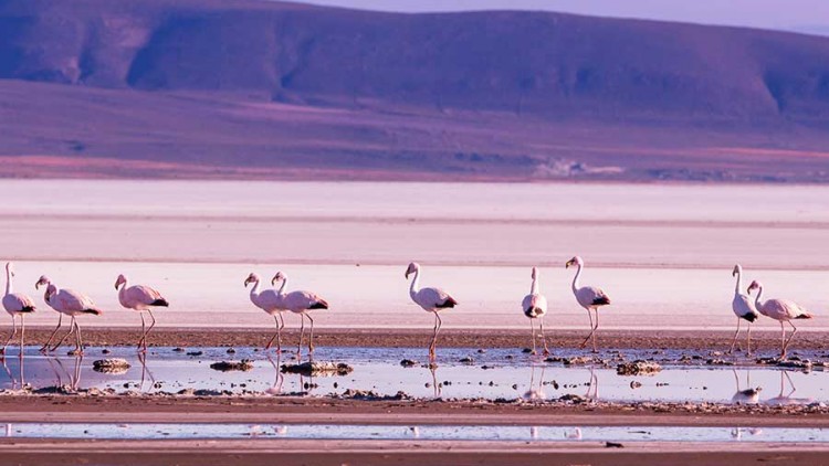 faa-uyuni-wildlife