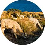 ico-titicaca-exotic-wildlife