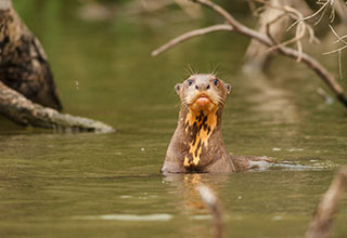 tambopata-national-reserve-peru