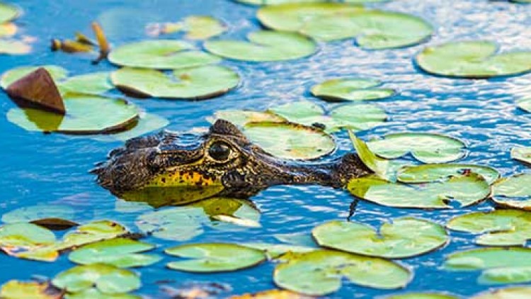 Peruvian Nature & Wildlife