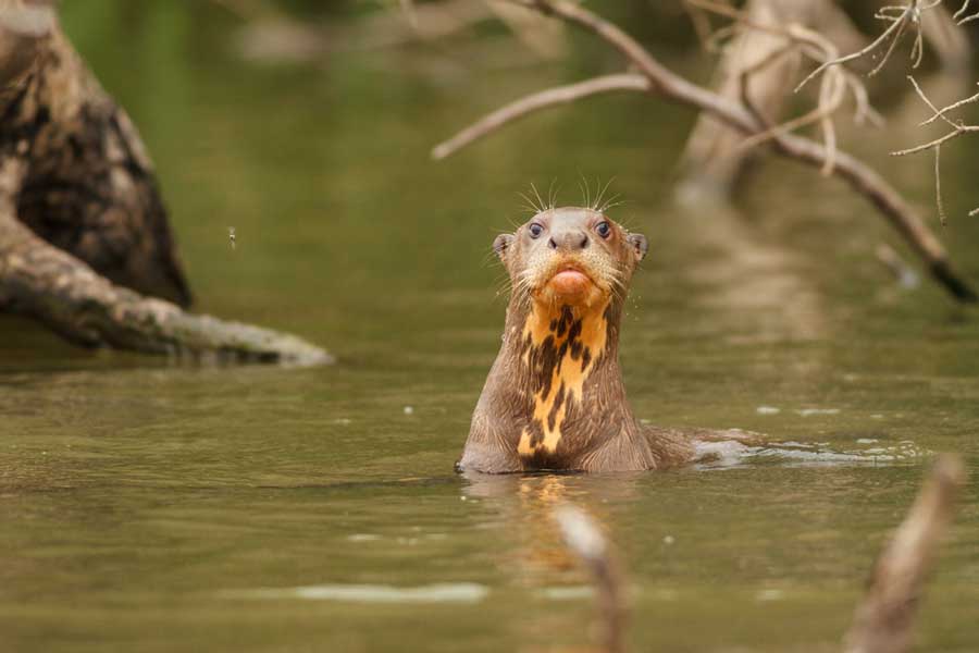 kuoda-blog-amazon-giant-river-otter