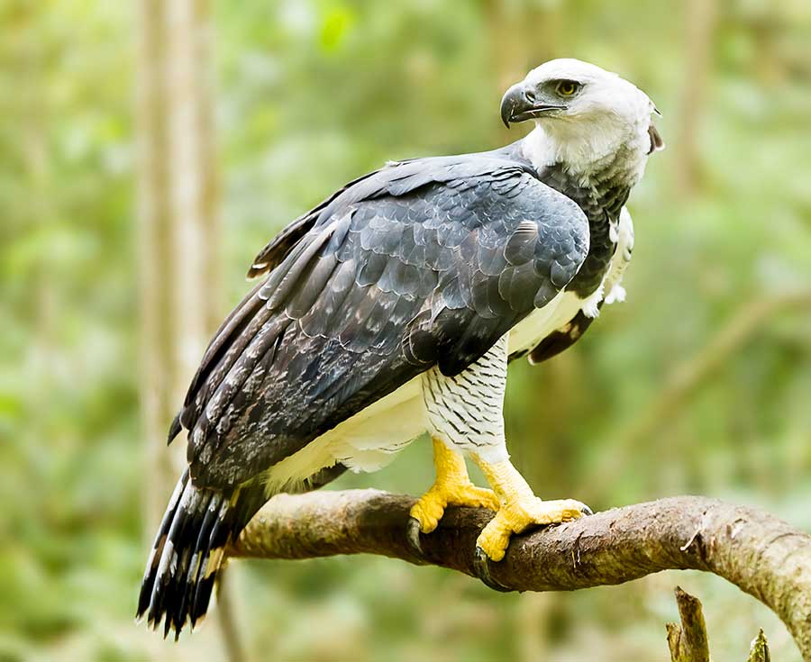 kuoda-blog-amazon-predators-harpy-eagle