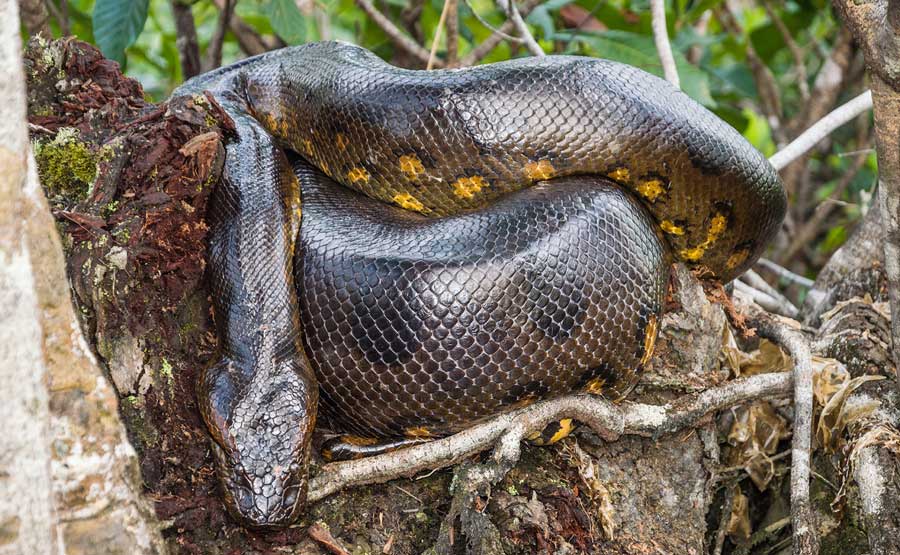 kuoda-blog-anaconda-amazon-top-predators-photograph-featured