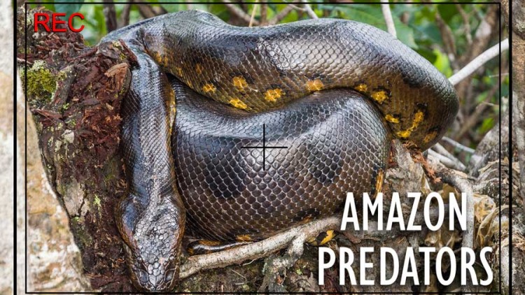 Top Predators to Photograph on Your Private Amazon Holiday