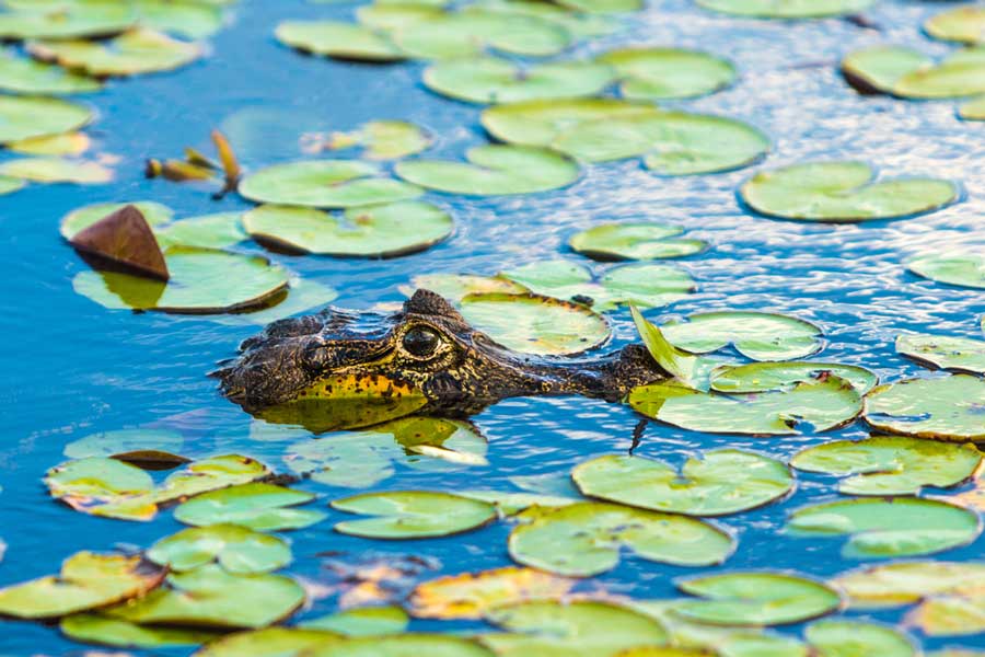 kuoda-blog-black-caiman-amazon-predator