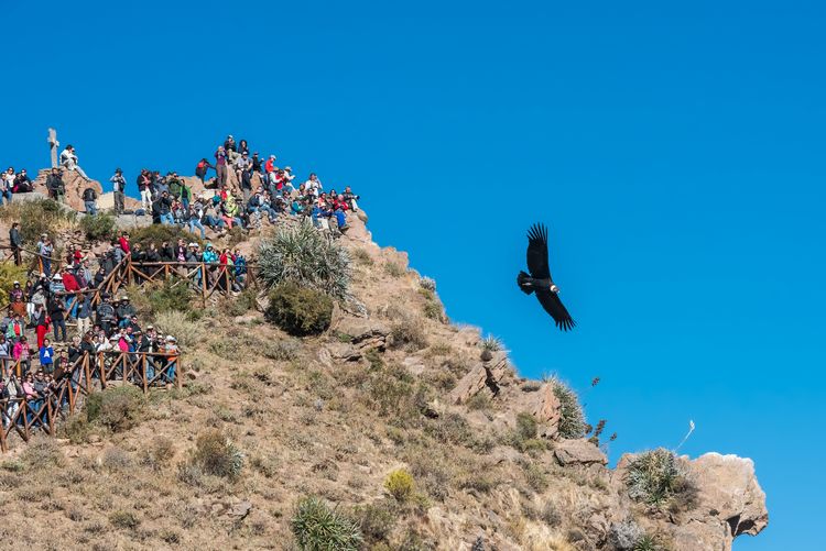 Colca Arequipa