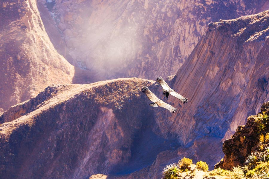 Andean Condors flying over the Colca canyon