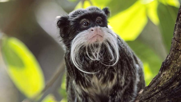 Big Eyes, Yellow Hands, and Crazy Hair: Discovering Peru’s Monkeys