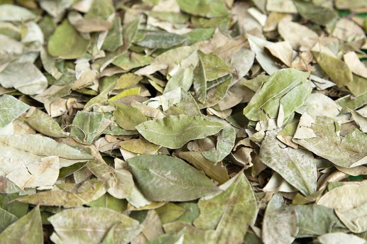 kuoda-blog-altitude-down-how-prevent-soroche-coca-leaves