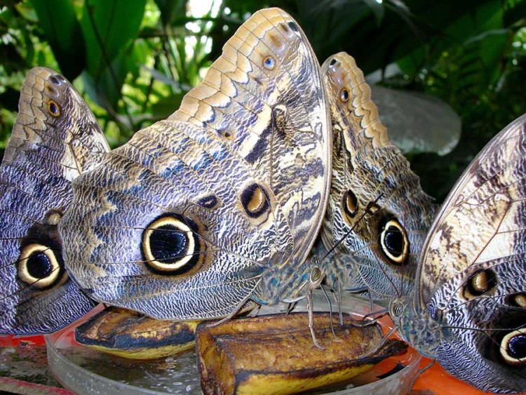 kuoda-blog-arequipa-vs-iquitos-butterflies-eyes