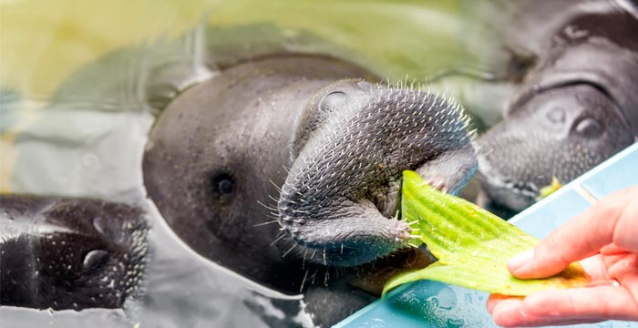 manatee-rescue-center-peru