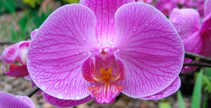 orchids-flower