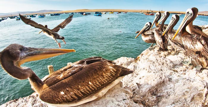 paracas-islas-ballestas