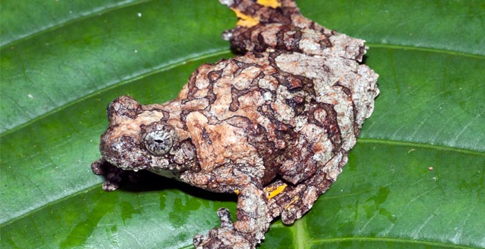 rana-amazon-peru