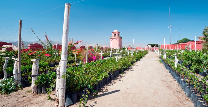 vineyards