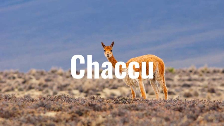 Chaccu: A Ritual to Protect the Threatened Vicuña