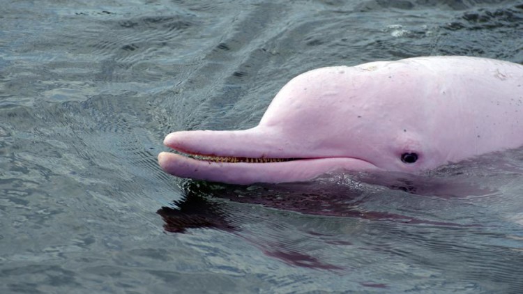 True Creature of Legend: The Amazon Pink River Dolphin