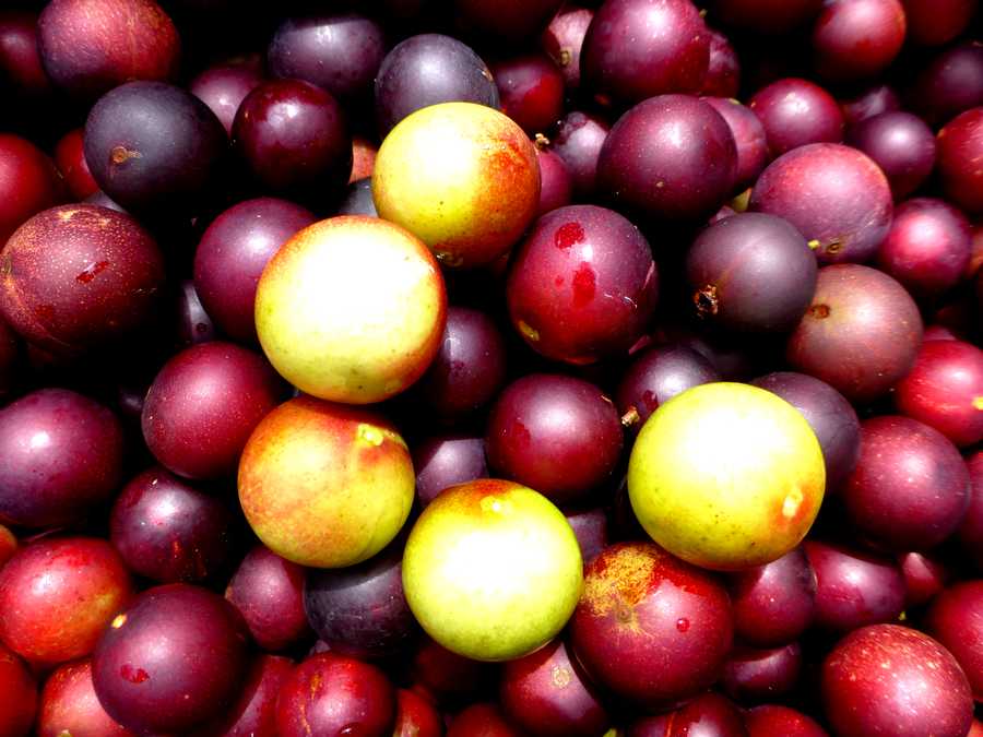 3-Exotic-Fruits-To-Try-When-You-Visit-Peru-camu-camu