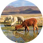 ico-arequipa-colca-exotic-wildlife