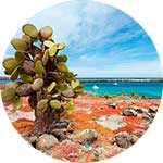 ico-galapagos-wonder-islands