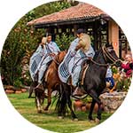 ico-trujillo-peruvian-paso-horse