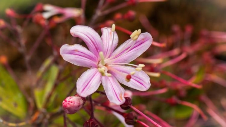 Medicinal Plants and Herbs of the Peruvian Amazon and How To Use Them