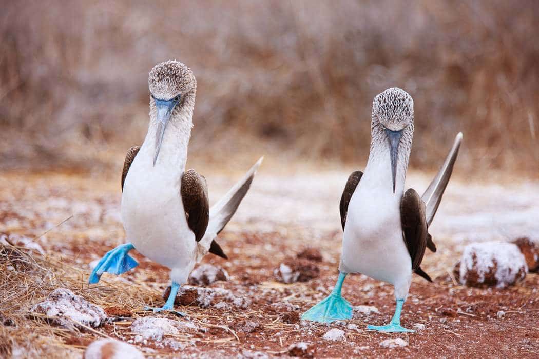 Galapagos Island