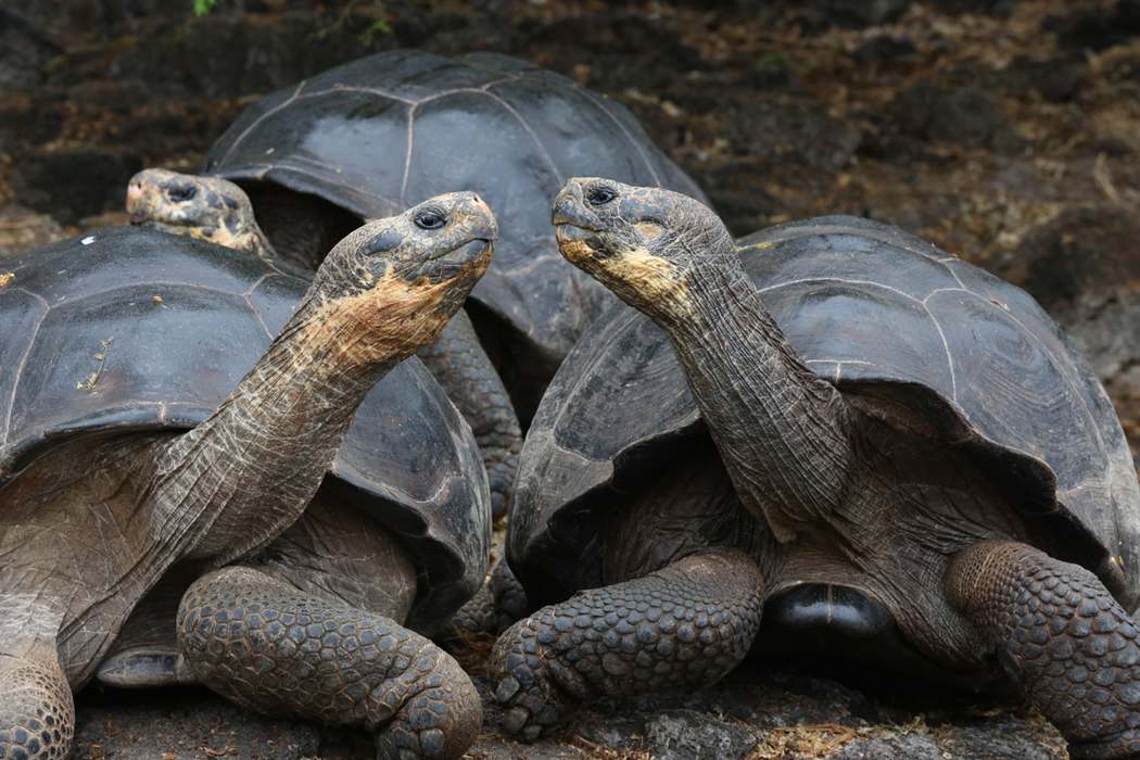 Galapagos Island