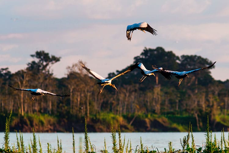 amazon birds