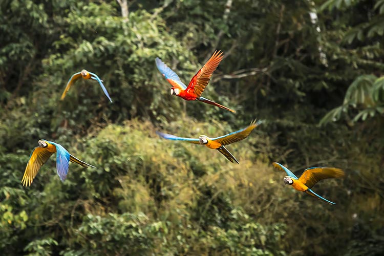 Guacamayos in Amazon Peru