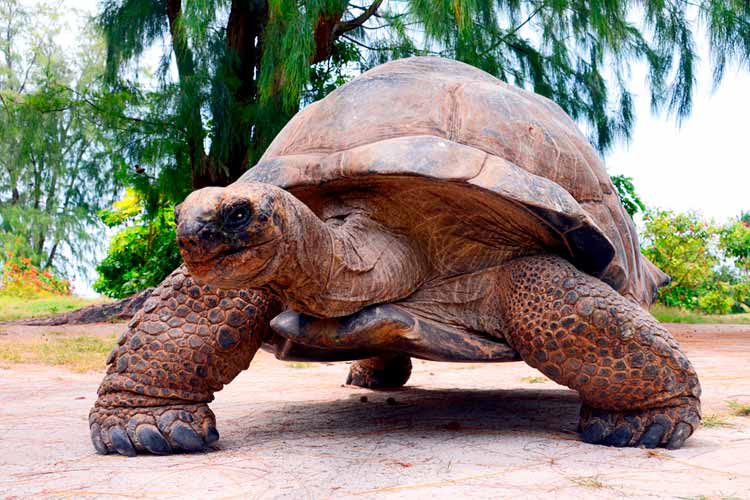 Giant Tortoise