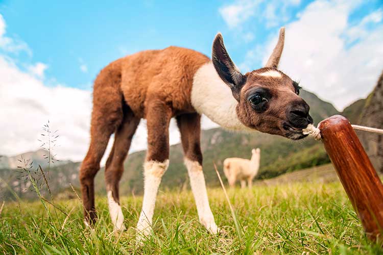 Guanaco