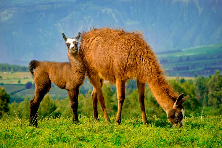 Llamas Peru