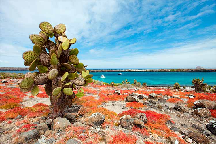 Santa Cruz Island