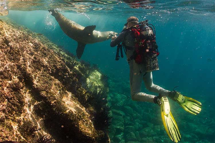 Snorkel and dive in the Galapagos